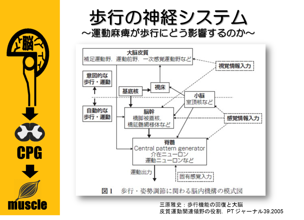 歩行における運動麻痺の解釈に必要なたった1つの大事なポイントとは 脳外臨床歩行セミナー