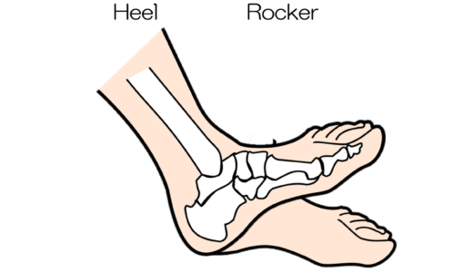 歩行に必要なロッカーファンクション：踵接地に重要な前脛骨筋の作用とは？