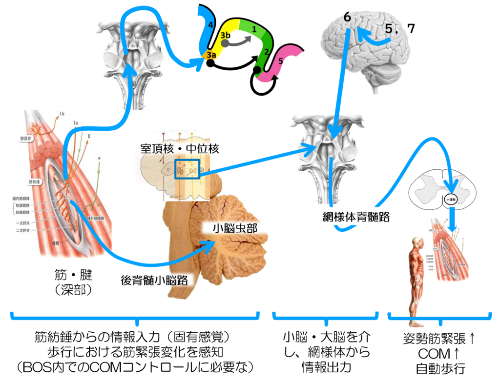 筋緊張を脳機能から理解するために必要な被殻の役割とは 脳外臨床歩行セミナー